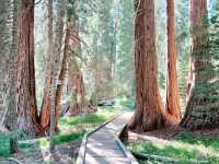 California Dreamin’: 7 Days, 5 National Parks