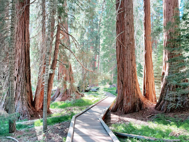 California Dreamin’: 7 Days, 5 National Parks