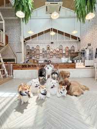 Dog in Town Ari – A Cozy Dog Café in Bangkok  
