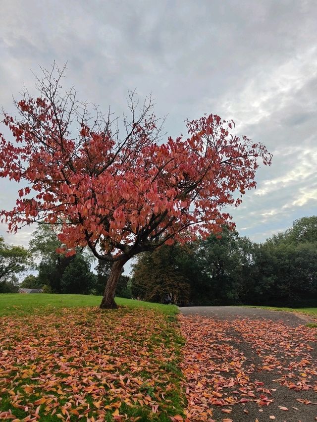 Queen’s Park in Autumn – A Symphony of Colour and Calm