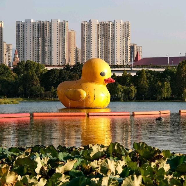 Quirky Lakeside Fun – The Giant Duck of Ganzhou 🦆🌟 Quirky Lakeside Fun – The Giant Duck of Ganzhou 🦆🌟