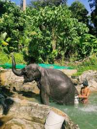 Ферма слонов, где запрещено кататься на них 🐘