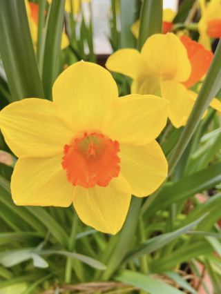 Claude Monet’s Garden