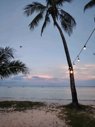 필리핀에서 밀가루 같은 모래와 바나나를 사랑하는 고양이가 있는 곳은 어디일까요?