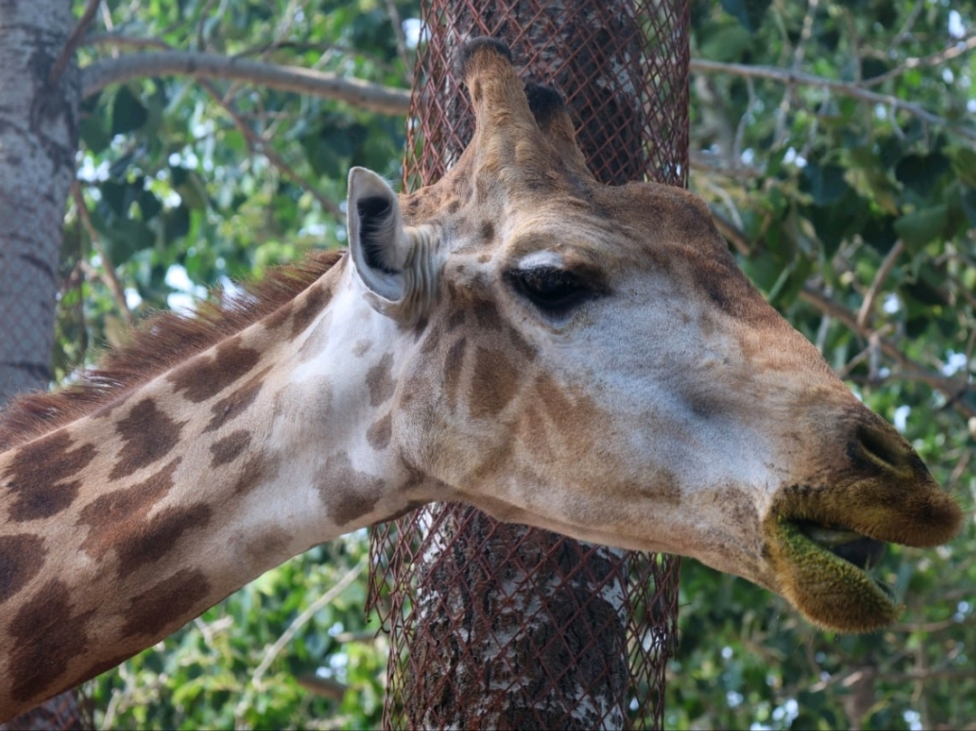 Dalian Forest Zoo.