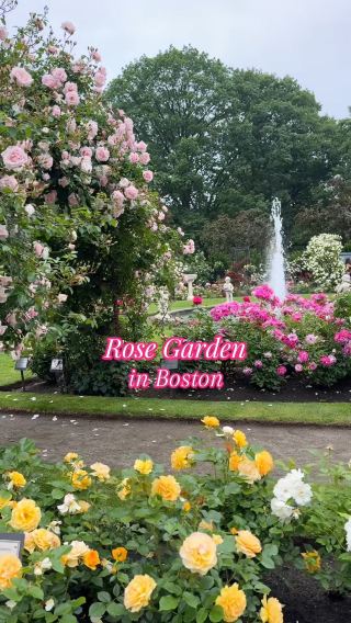 Rose Garden in Boston