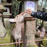 Amazing bowing deers in Nara, Japan 🇯🇵
