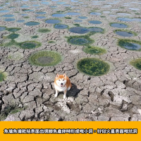 大生圍期間限定｜火星魚塘🐟