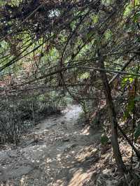 Chiang Mai's beautiful hike to Wat Pha Lat temple