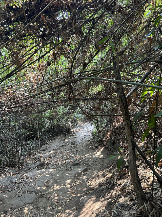 Chiang Mai's beautiful hike to Wat Pha Lat temple