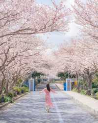 Jeju Island, a holy land for cherry blossom viewing.