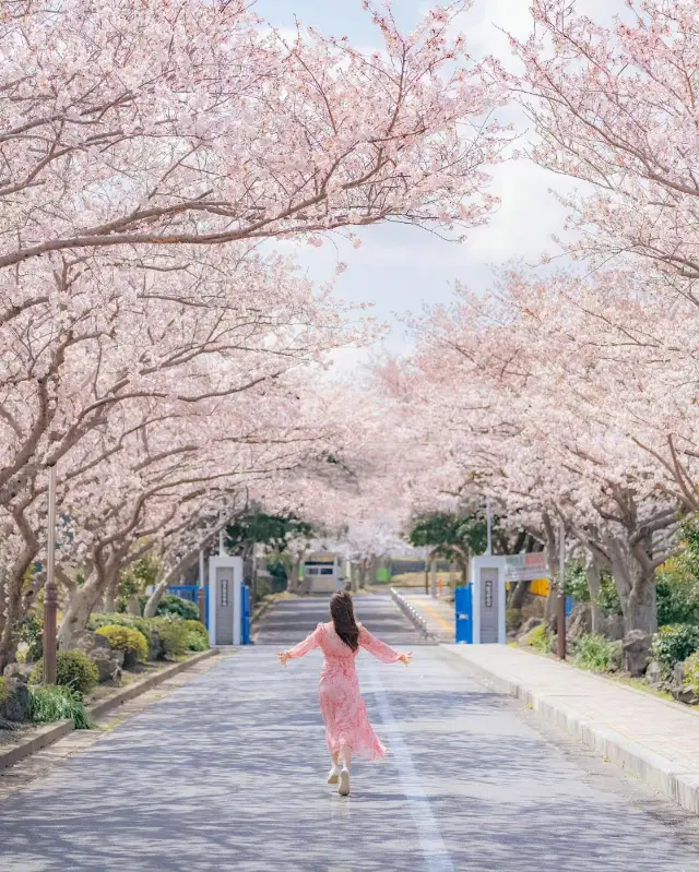 Jeju Island, a holy land for cherry blossom viewing.