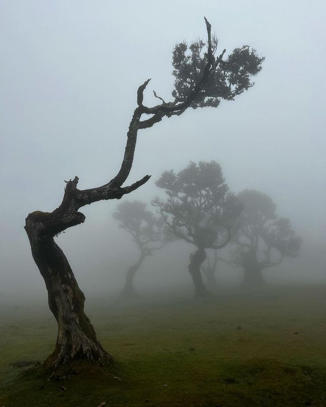 Discover Fanal Forest: Your Instagram-Worthy Escape into Madeira's Photogenic Paradise! 🌳📸