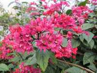 Hong Kong Deep Tour - Sha Tin Central Park