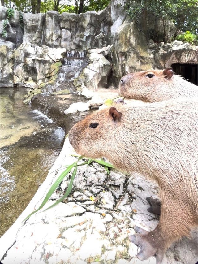 曼谷野生動物世界攻略