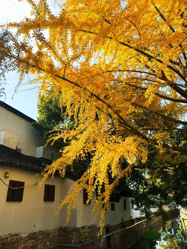 道前街的銀杏黃了，總得來一趟蘇州吧