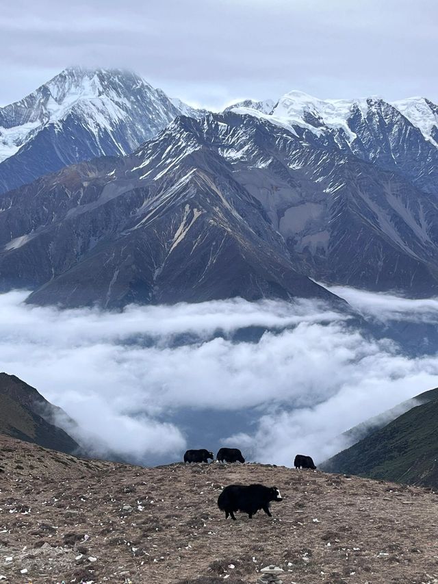 D1:從成都出發，經康定到甲根壩；沿途一路都是風景；