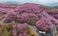 福建大山裡這片千畝櫻花海你確定不來看看？