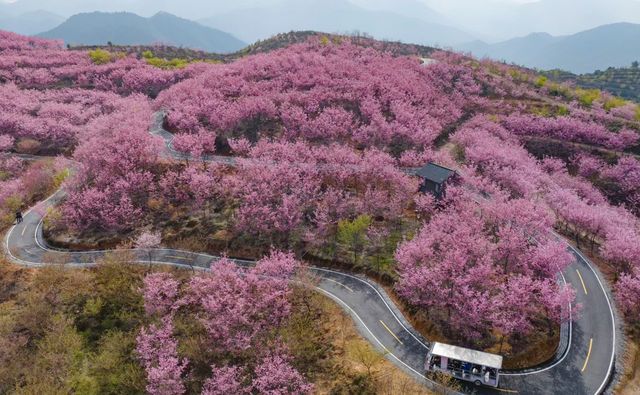 福建大山裡這片千畝櫻花海你確定不來看看？