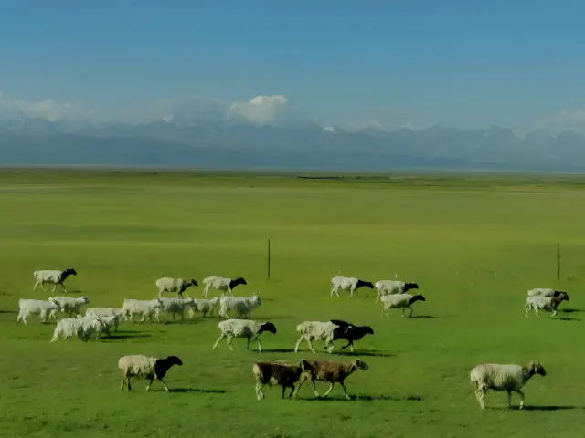 天山の錦——バヤンブルク草原