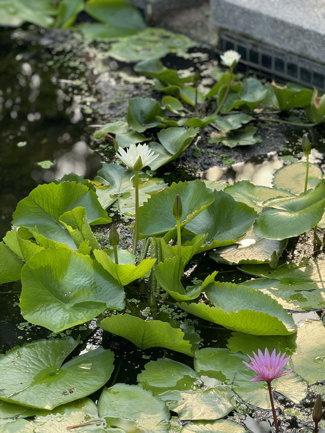 華欣獨一檔的全別墅高端度假村，居然出自雅高之手