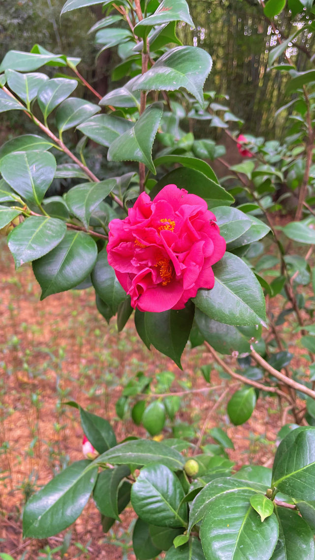 週末戶外新發現黃埔科學城環山公園