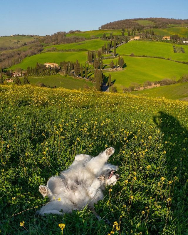 🌸 Let the scenery and the adorable samoyeds take your breath away.