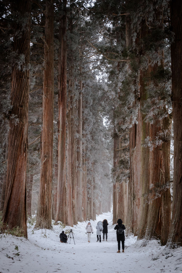 為了這座絕美神社，我在雪地中狂走2萬步