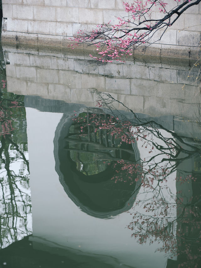 紅梅公園的梅花與雨天也太配了吧