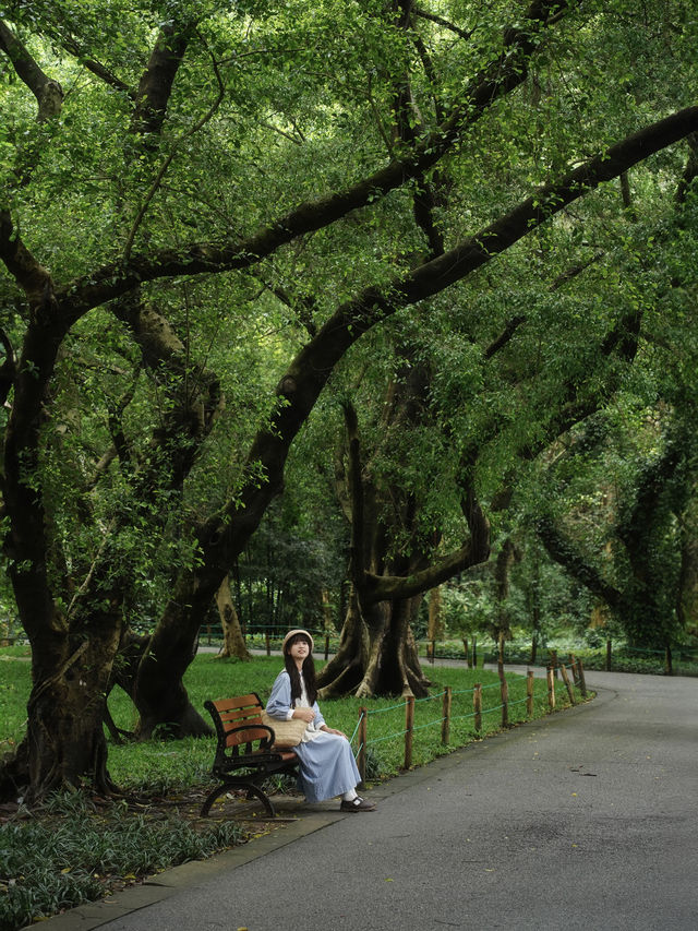 不是西雙版納！是廣州！下雨天的植物園好絕