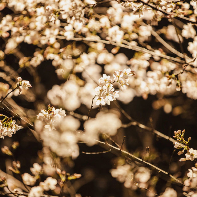 Wuhan University Cherry 🍒 Blossom 🌸 