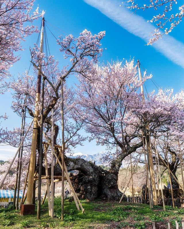 鰐塚の桜と実相寺の桜🌸