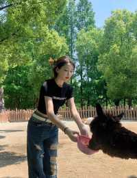 上海野生動物園值不值得去