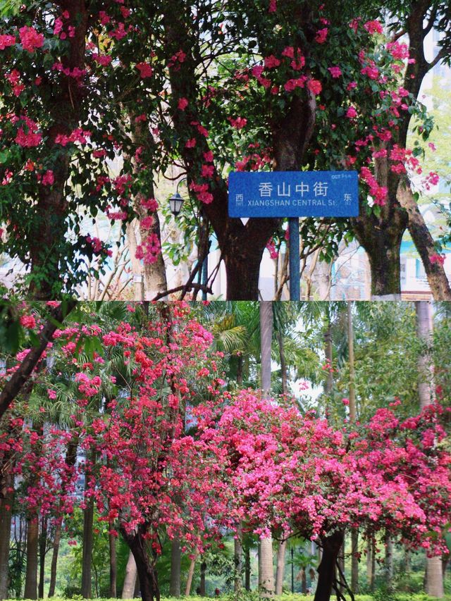 深圳拍照打卡地之最美花街｜華僑城香山中街