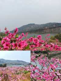 龍泉桃花開了，成都8個賞花地方推薦