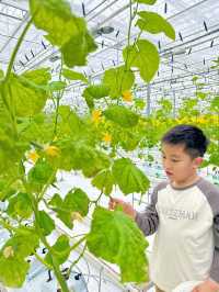 周末親子遊，踏青賞花上海鮮花港攻略