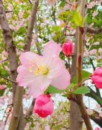 長白島森林公園，海棠花盛放如畫