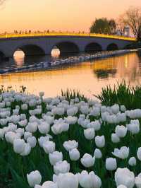 20萬朵美瘋了玄武湖公園郁金香已盛開