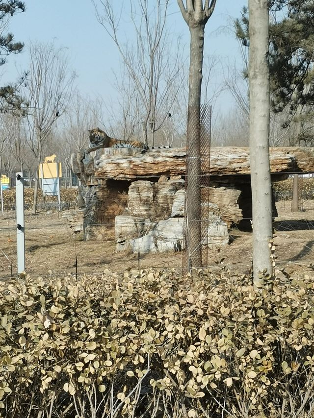 秦皇島野生動物園|帶娃投喂的快樂