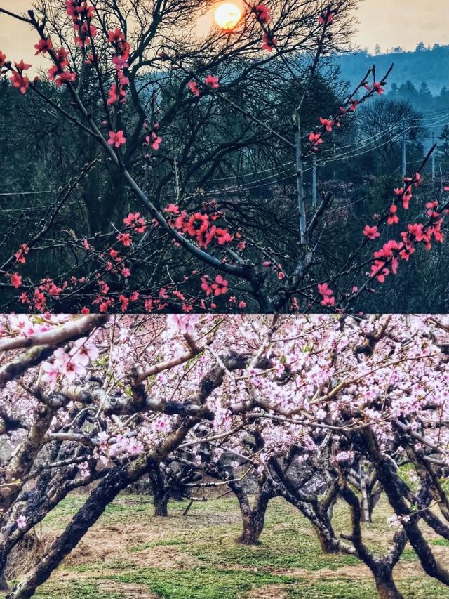 赣州南武當山｜你玩得可真花啊！春日賞花攻略