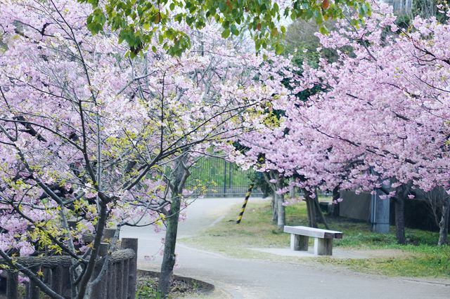 趕緊來京都一起賞櫻花