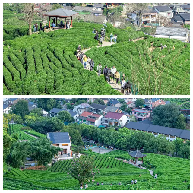 龍井村／滿眼的綠意茶色散步好去處