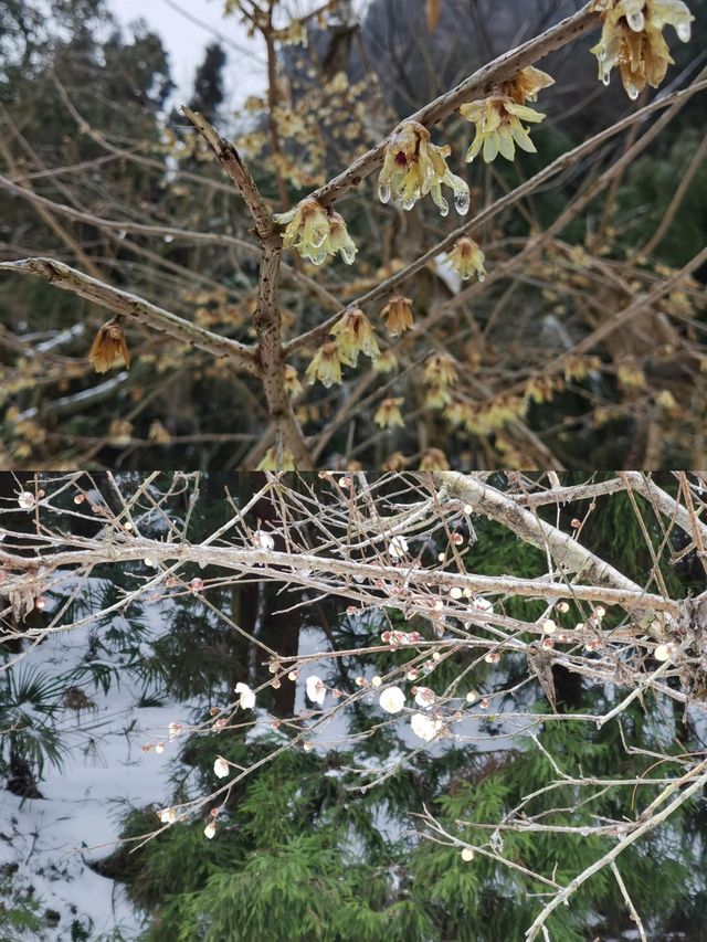 張家界森林公園梅花開了‖完整攻略