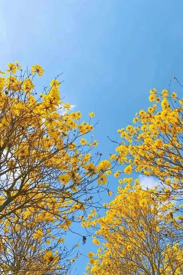 趁著花期打卡去！惠州黃花風鈴木賞花攻略來啦~