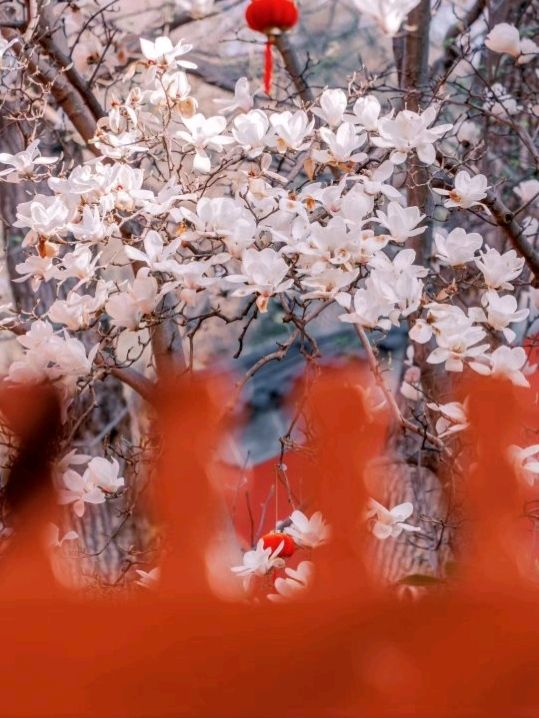 Nanjing Spring Flower Appreciation 🇨🇳❤️ Nanjing Spring Flower Appreciation 🇨🇳❤️
