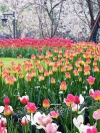 Tulips at Prince Bay Park Hangzhou🌷❤️🇨🇳