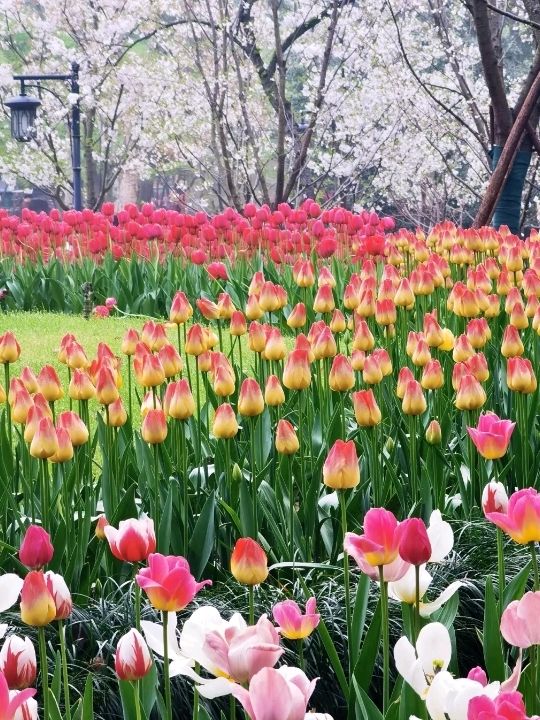 Tulips at Prince Bay Park Hangzhou🌷❤️🇨🇳