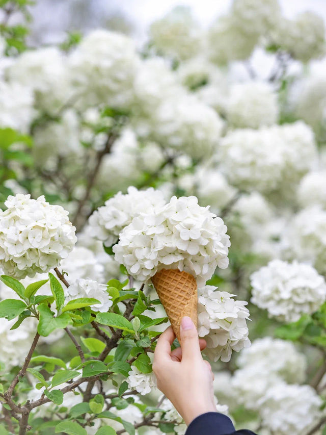 Blooming Beauties in Wuhan🌺🌸 