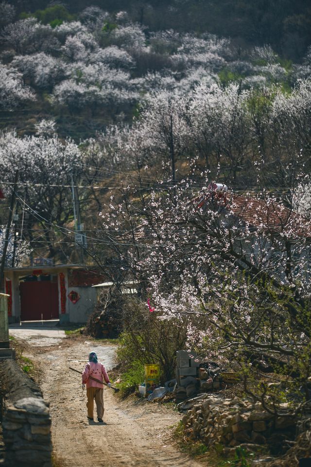 周末好去處，大連的杏花村