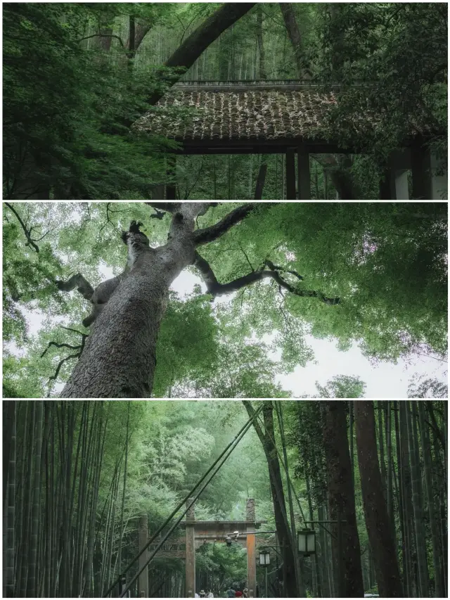 Yunqi Bamboo Trail | It must be the most poetic secret realm that represents Jiangnan